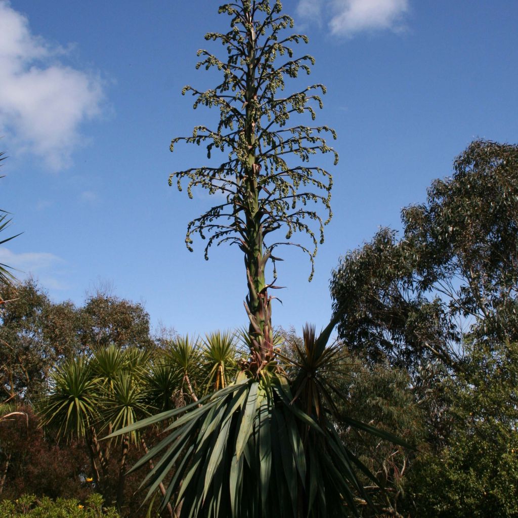 Furcraea longaeva