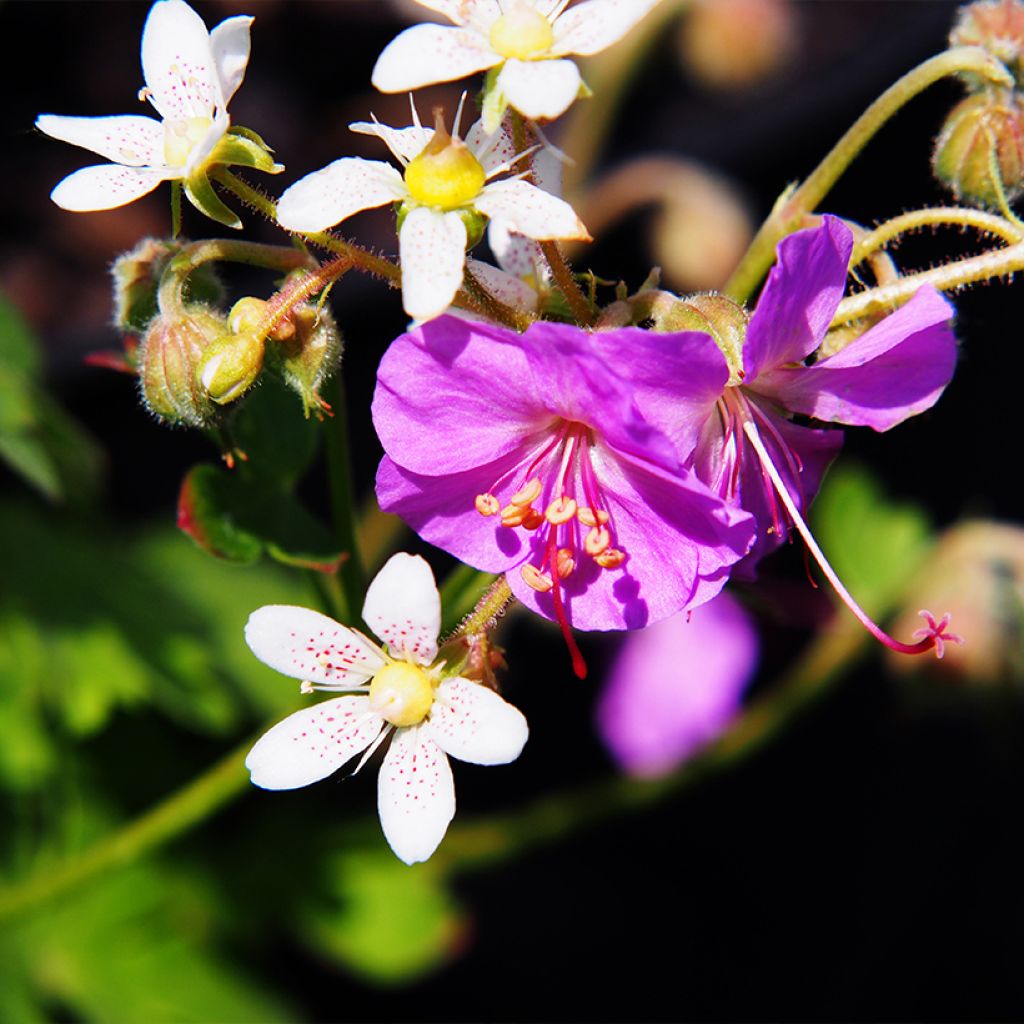 Géranium vivace cantabrigiense Cambridge