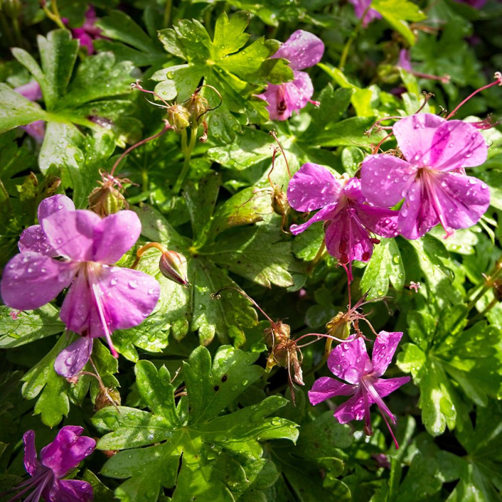 Géranium vivace cantabrigiense Crystal Rose