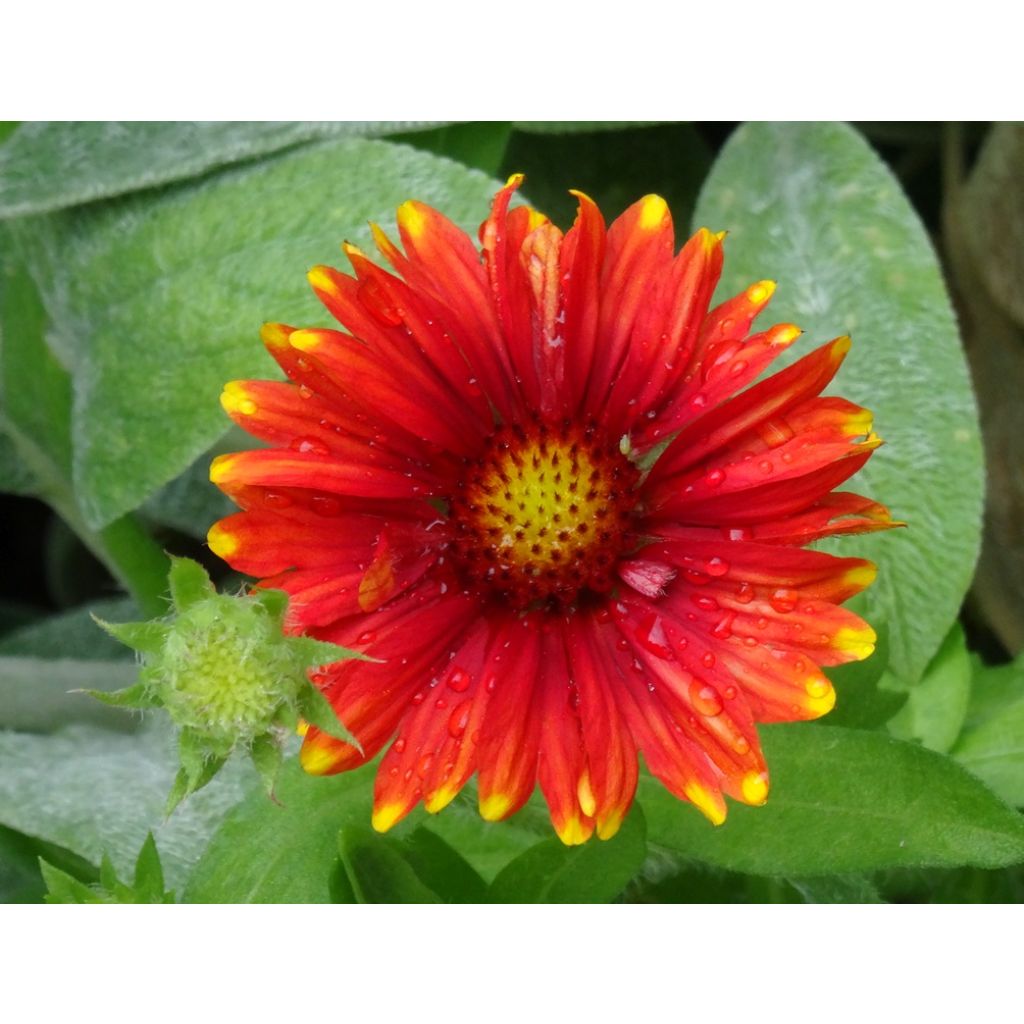 Graines de Gaillarde vivace Arizona Red Shades