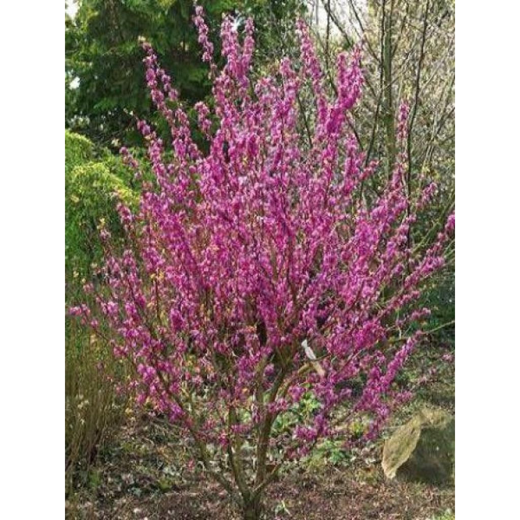 Cercis chinensis Avondale - Arbre de Judée