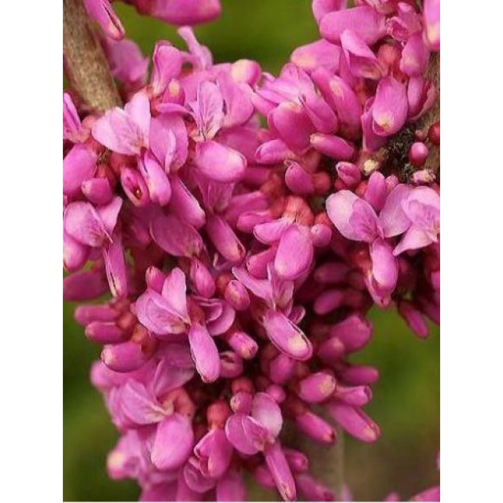 Cercis chinensis Avondale - Arbre de Judée