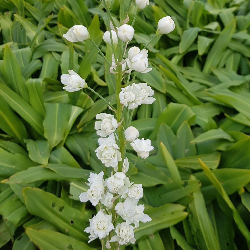 Jacinthe du Cap - Galtonia candicans Moonbeam