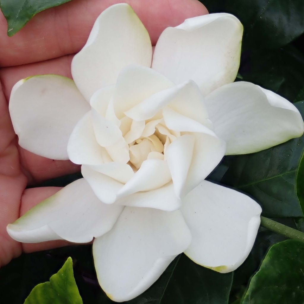 Gardenia jasminoides Summer Snow.