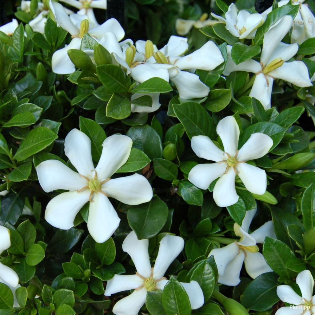 Gardénia rustique Pinwheel