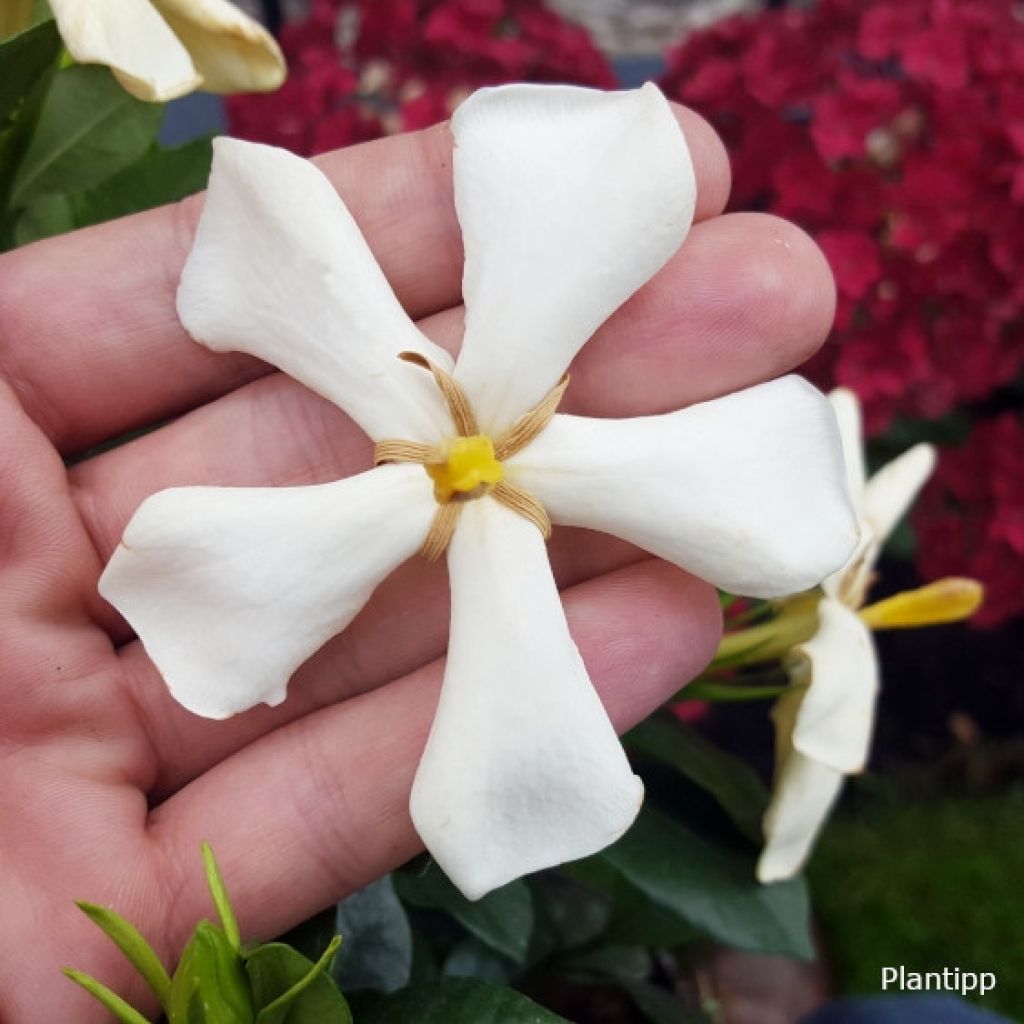 Gardénia rustique Pinwheel