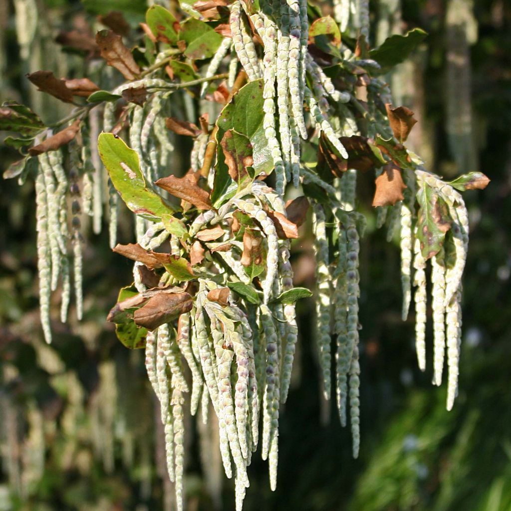 Garrya elliptica - Garrya à feuilles elliptiques