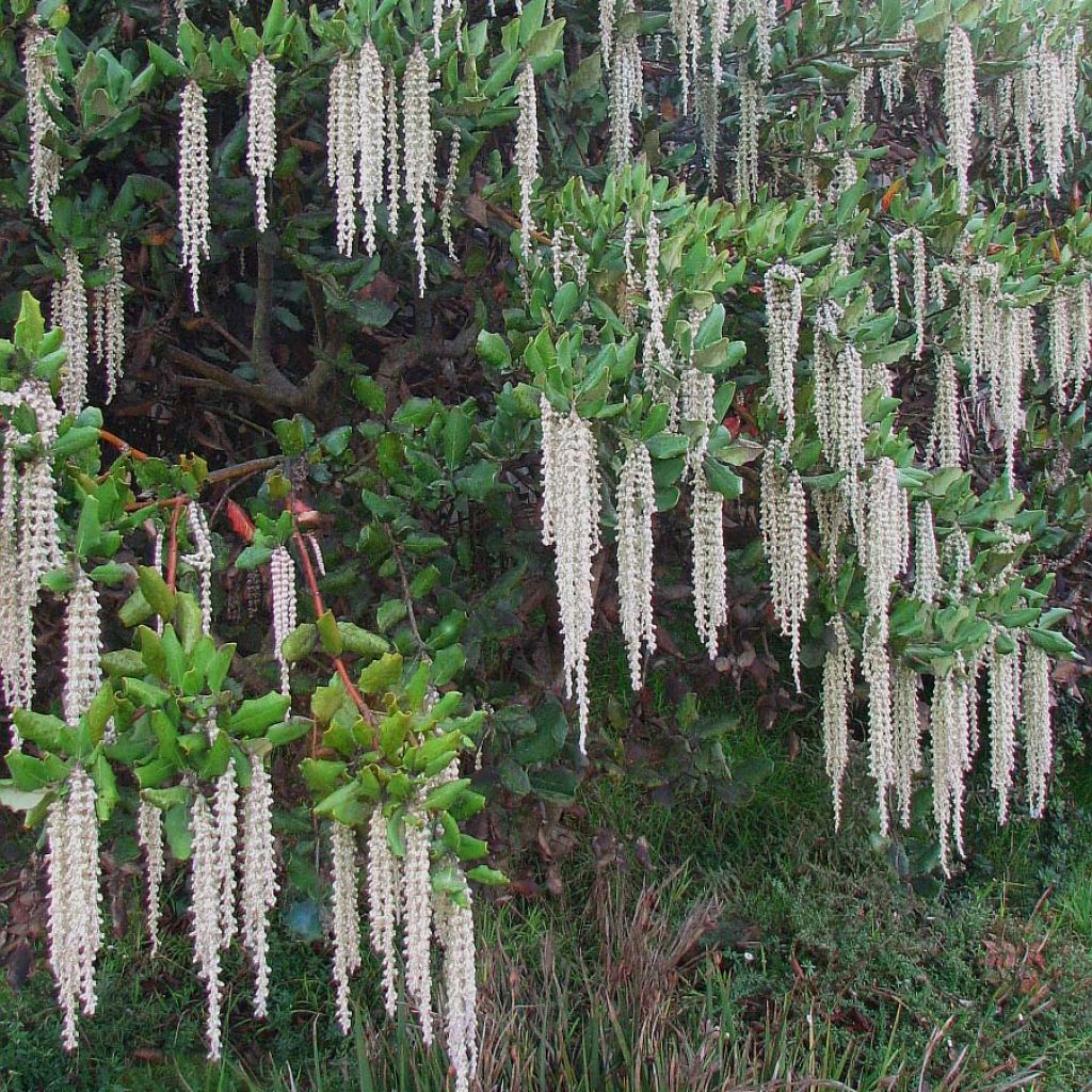 Garrya elliptica - Garrya à feuilles elliptiques