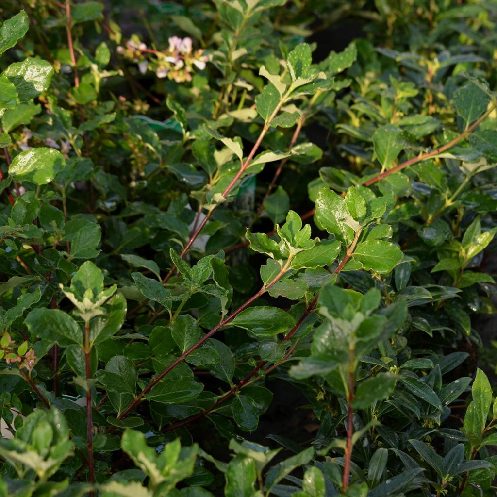 Garrya elliptica - Garrya à feuilles elliptiques