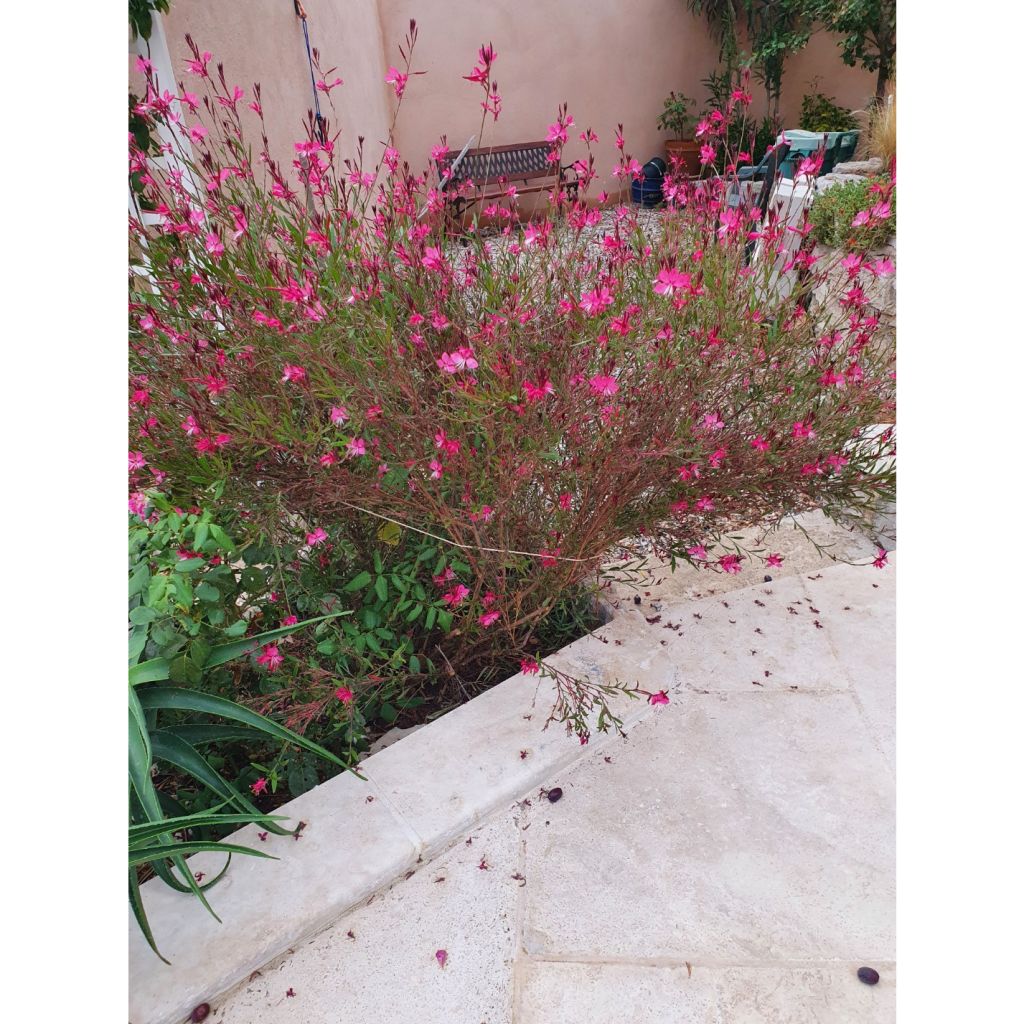 Gaura lindheimeri Blaze - Gaura de Lindheimer