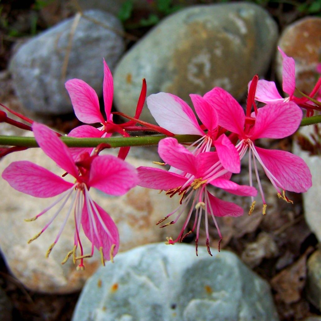 Gaura lindheimeri rose Siskyou pink