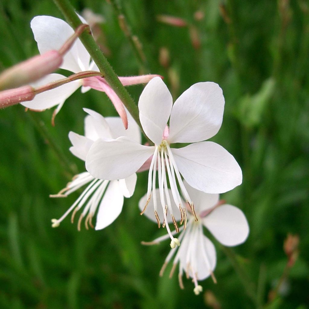 Gaura lindheimeri Summer Breeze - Gaura de Lindheimer