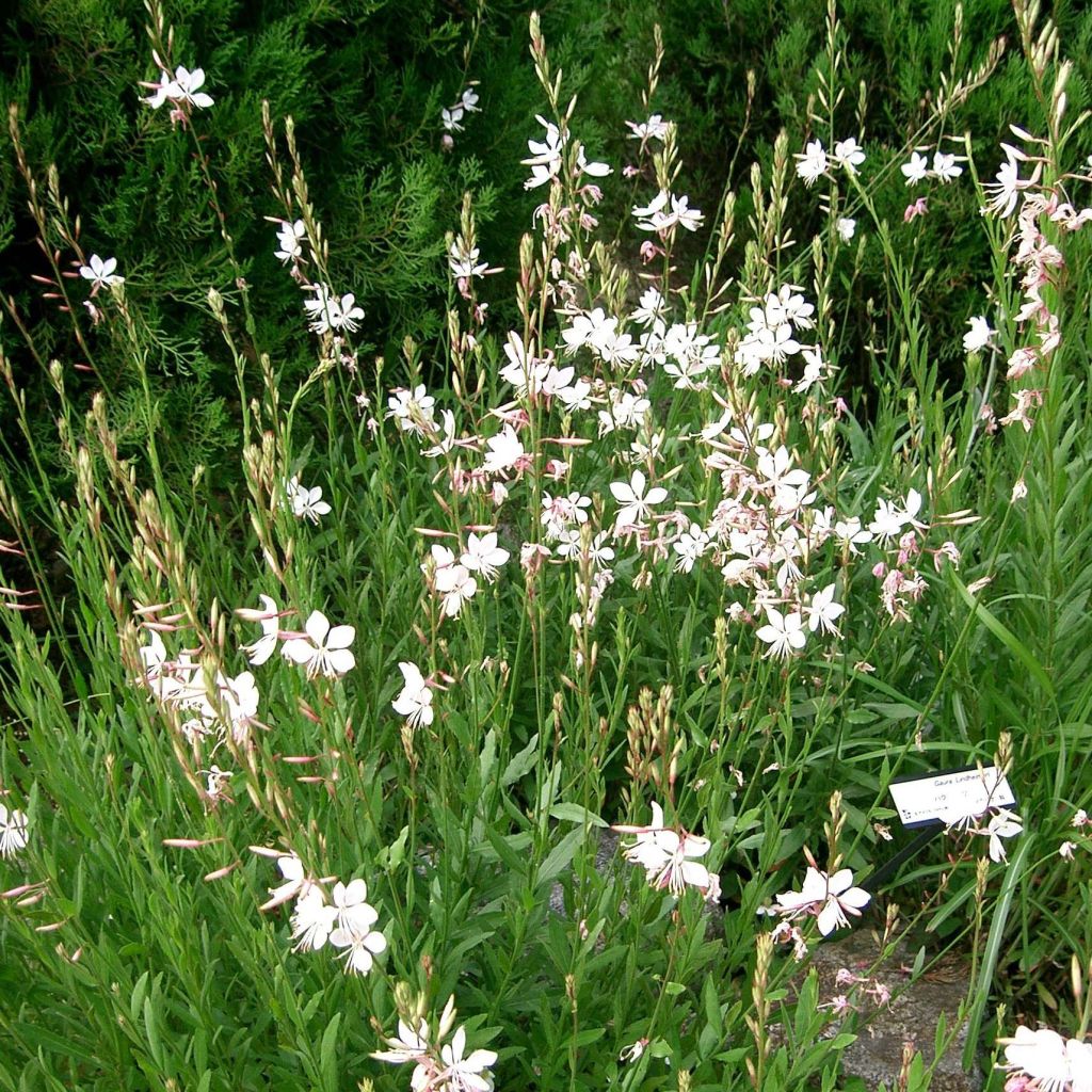 Gaura lindheimeri Summer Breeze - Gaura de Lindheimer