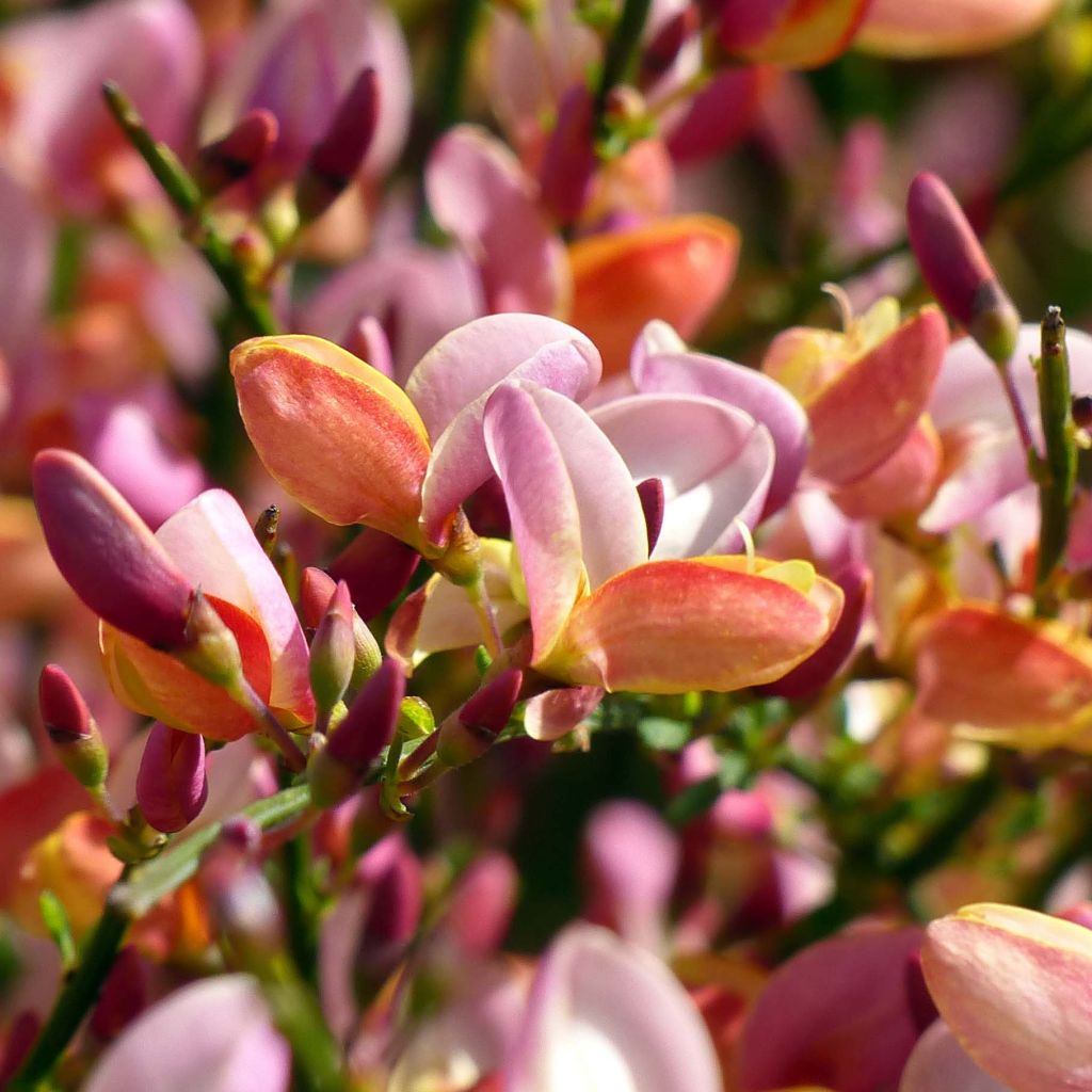 Cytisus procumbens Zeelandia - Genêt à balais