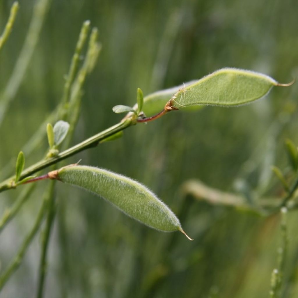 Genêt précoce - Cytisus praecox Albus