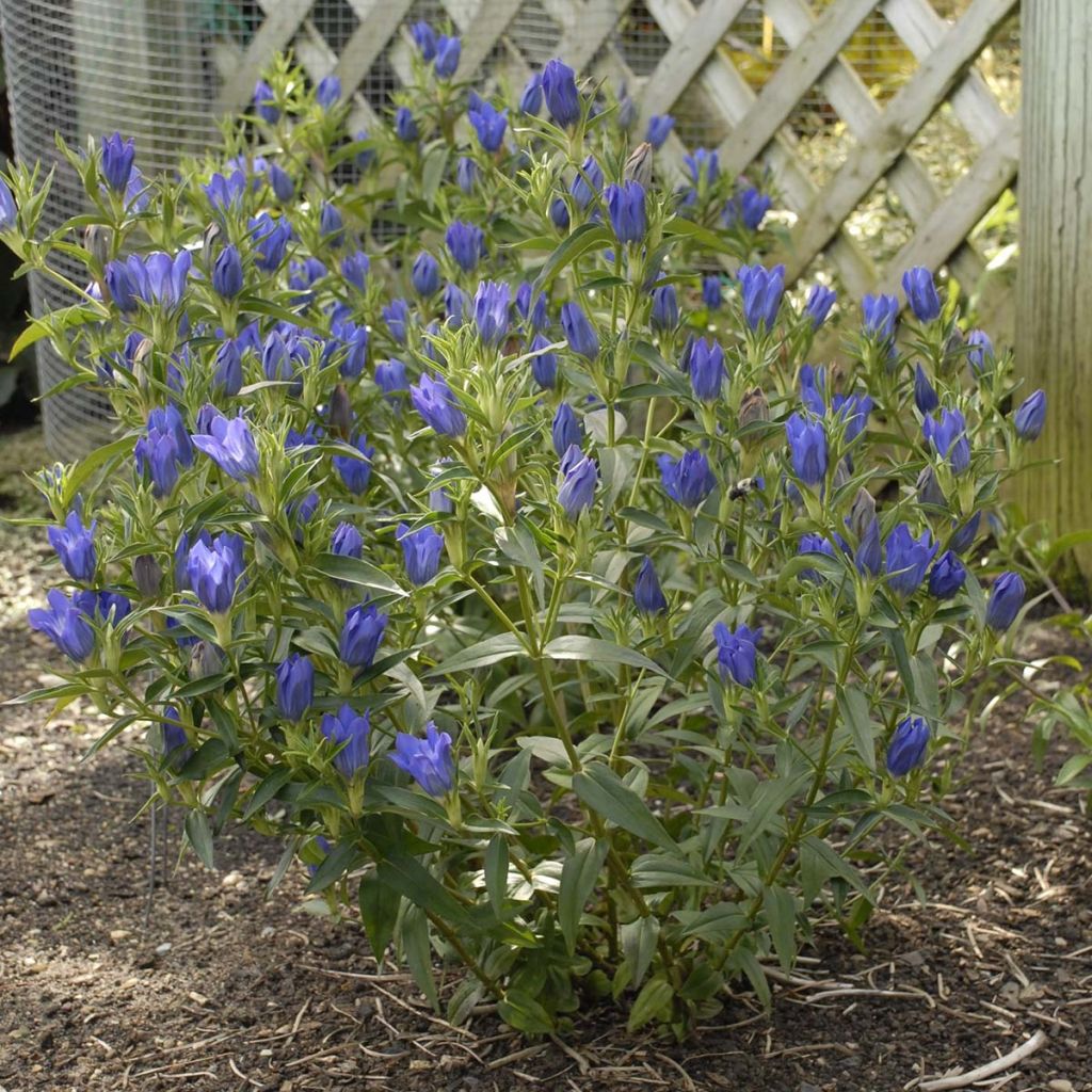 Gentiana True Blue - Gentiane