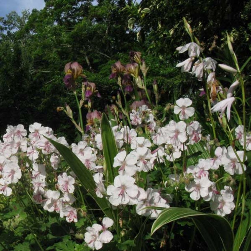 Géranium vivace cantabrigiense Biokovo