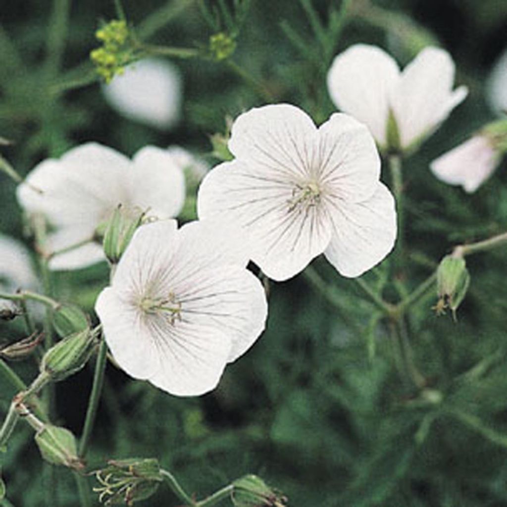Géranium vivace clarkei Kashmir White - Géranium de Clark blanc