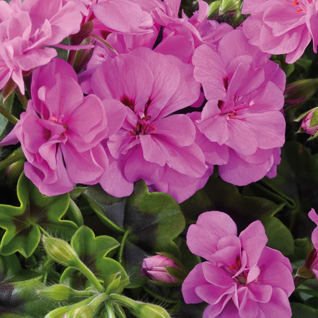 Géranium lierre double Big 5 Amethyst - Pelargonium peltatum 