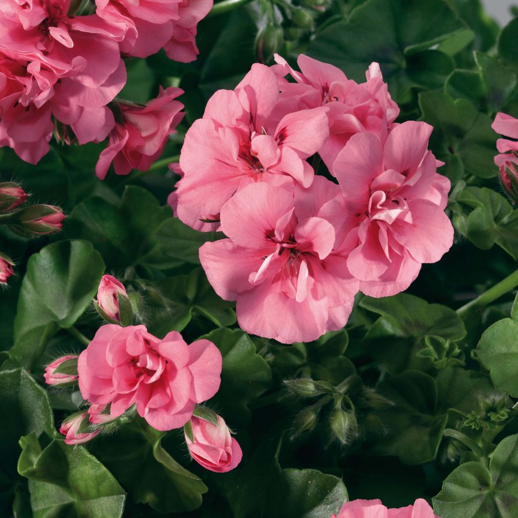 Géranium lierre double BIG 5 Light Pink - Pelargonium peltatum