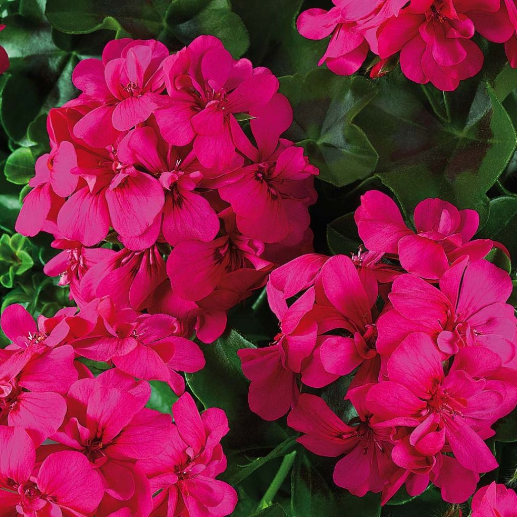 Géranium lierre double BIG 5 Neon Pink - Pelargonium peltatum 