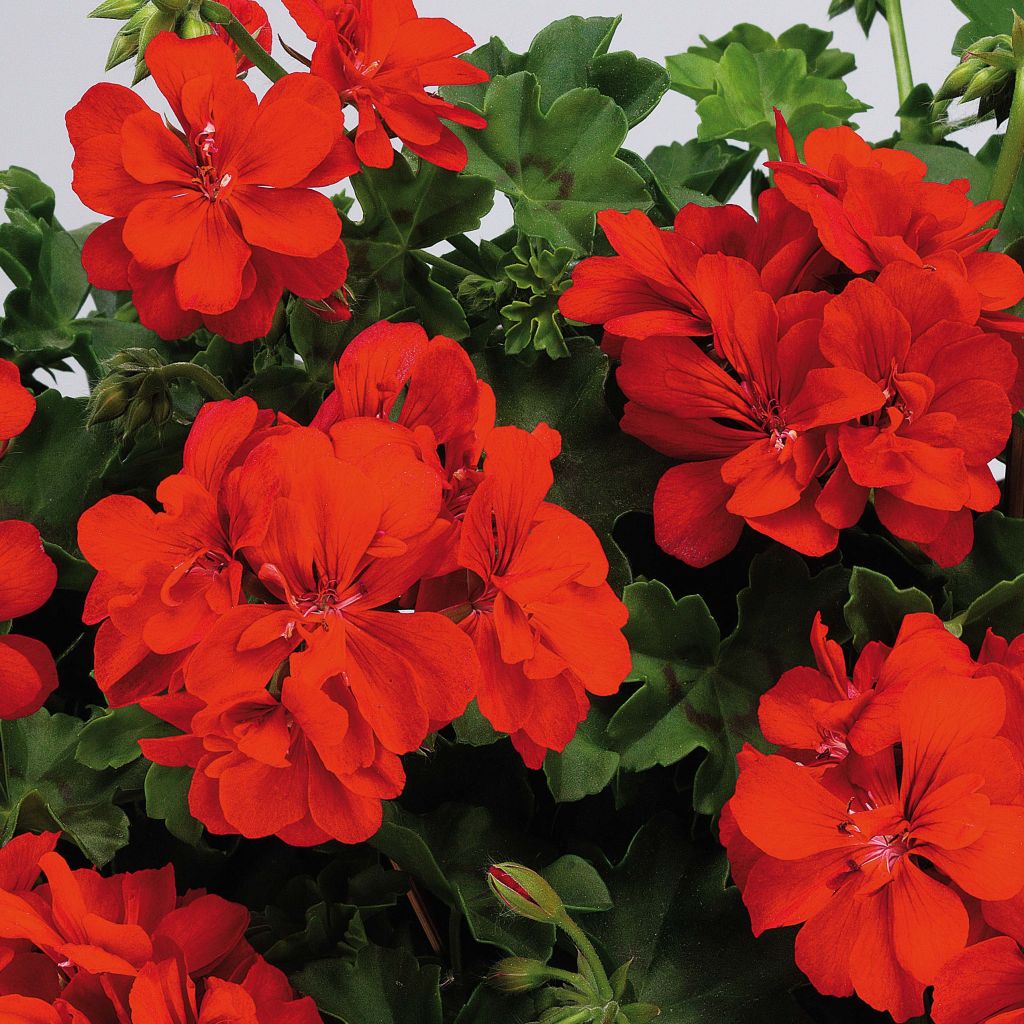 Géranium lierre double BIG 5 Red - Pelargonium peltatum