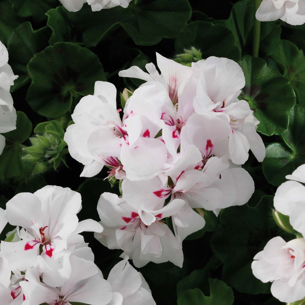 Géranium lierre double BIG 5 White - Pelargonium peltatum