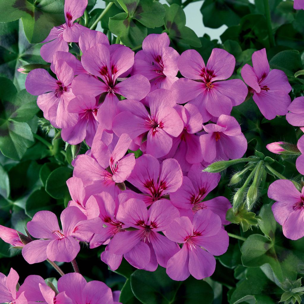 Géranium lierre Rainbow Amethyst - Pelargonium peltatum 