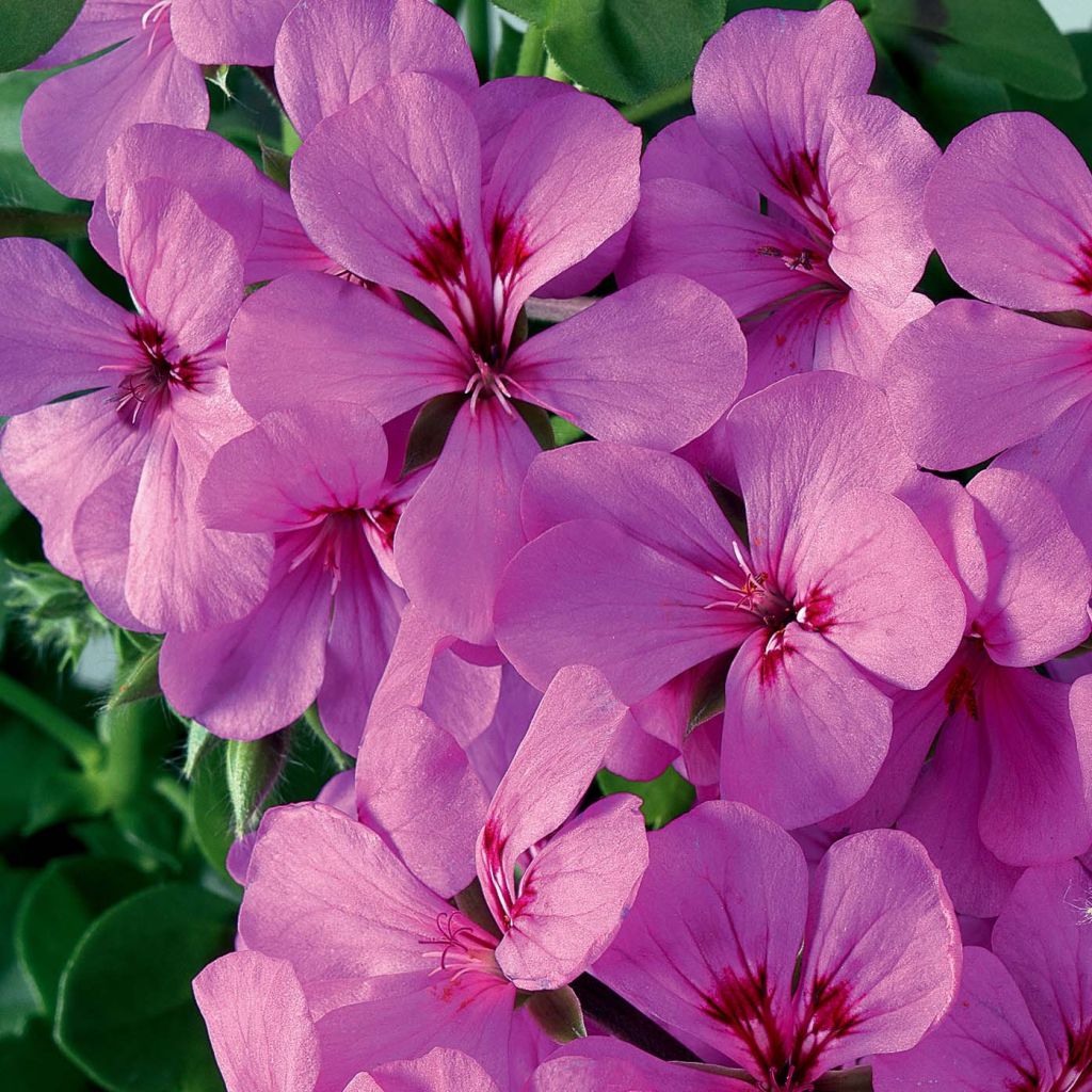 Géranium lierre Rainbow Amethyst - Pelargonium peltatum 