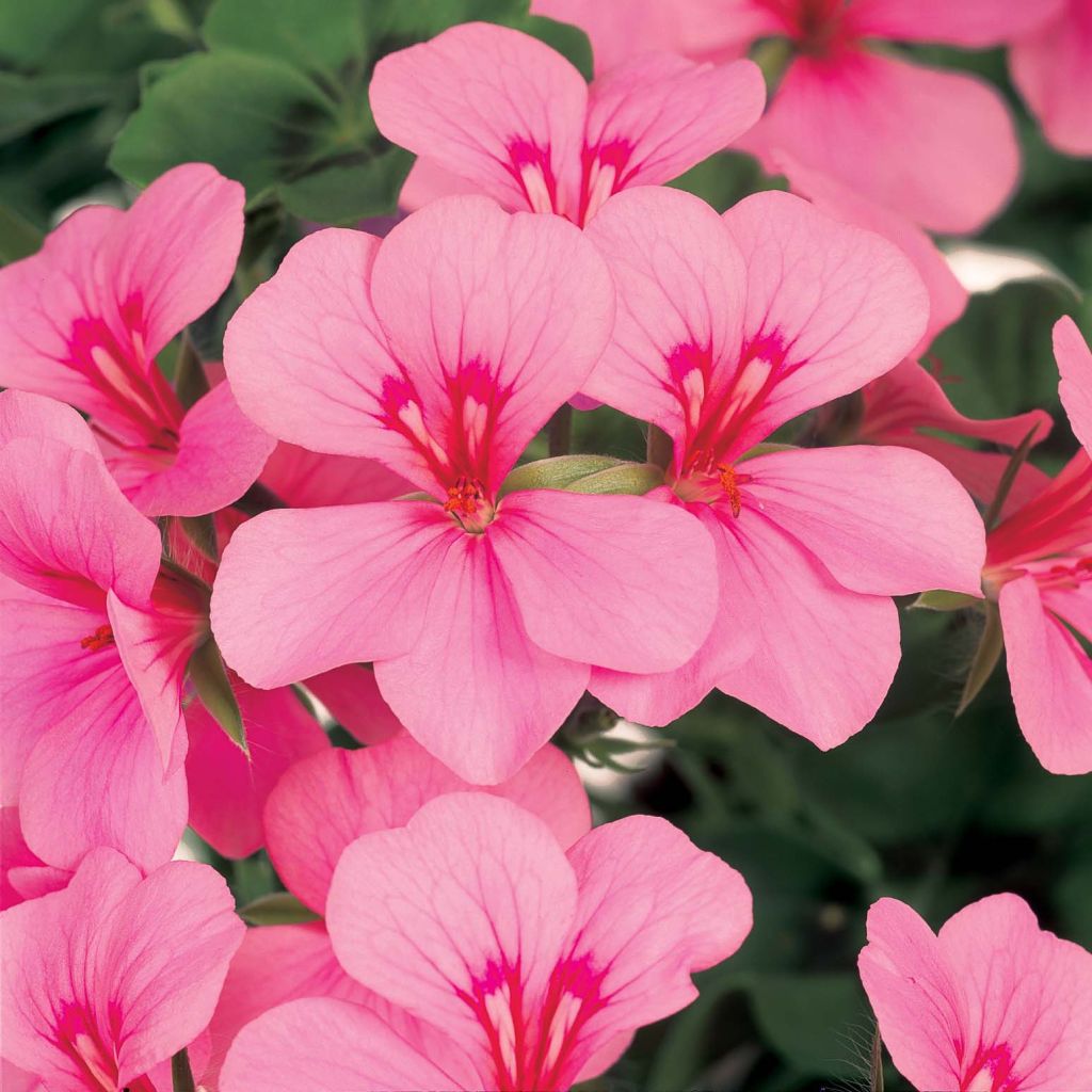 Géranium lierre Rainbow Pink Light - Pelargonium peltatum