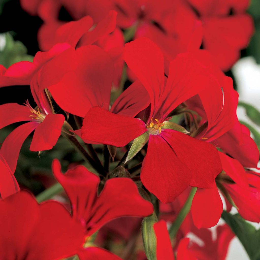 Géranium lierre Rainbow Red - Pelargonium peltatum