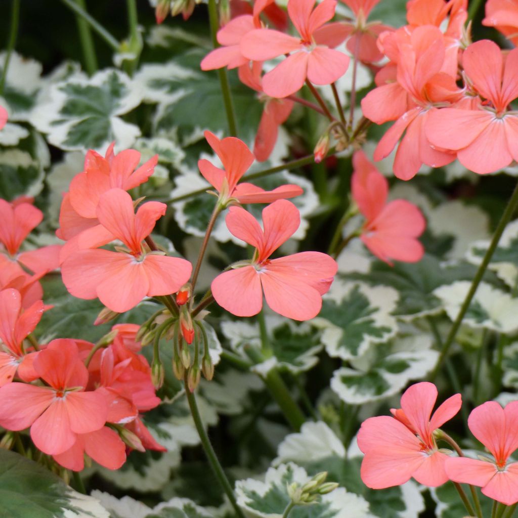 Géranium zonale Franck Headley - Pelargonium fantaisie