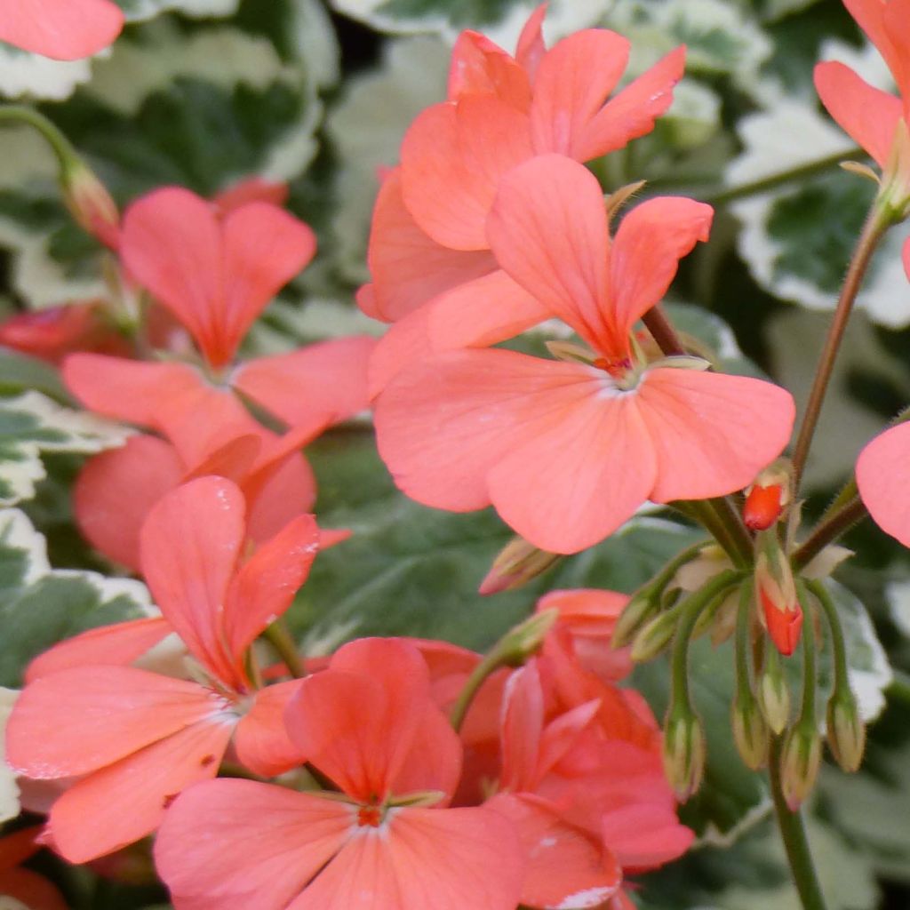 Géranium zonale Franck Headley - Pelargonium fantaisie