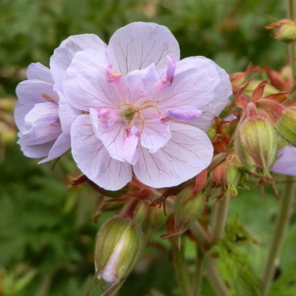 Geranium pratense Else Lacey - géranium des prés