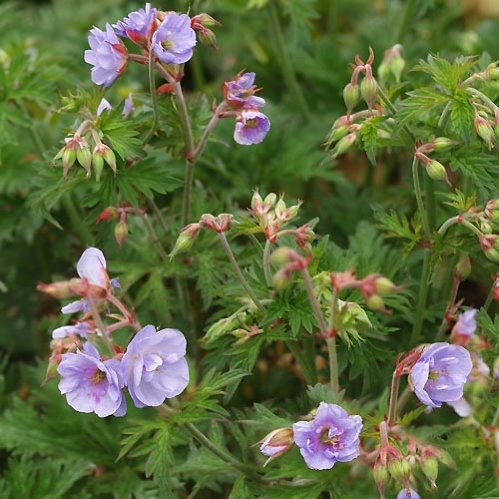 Geranium pratense Else Lacey - géranium des prés