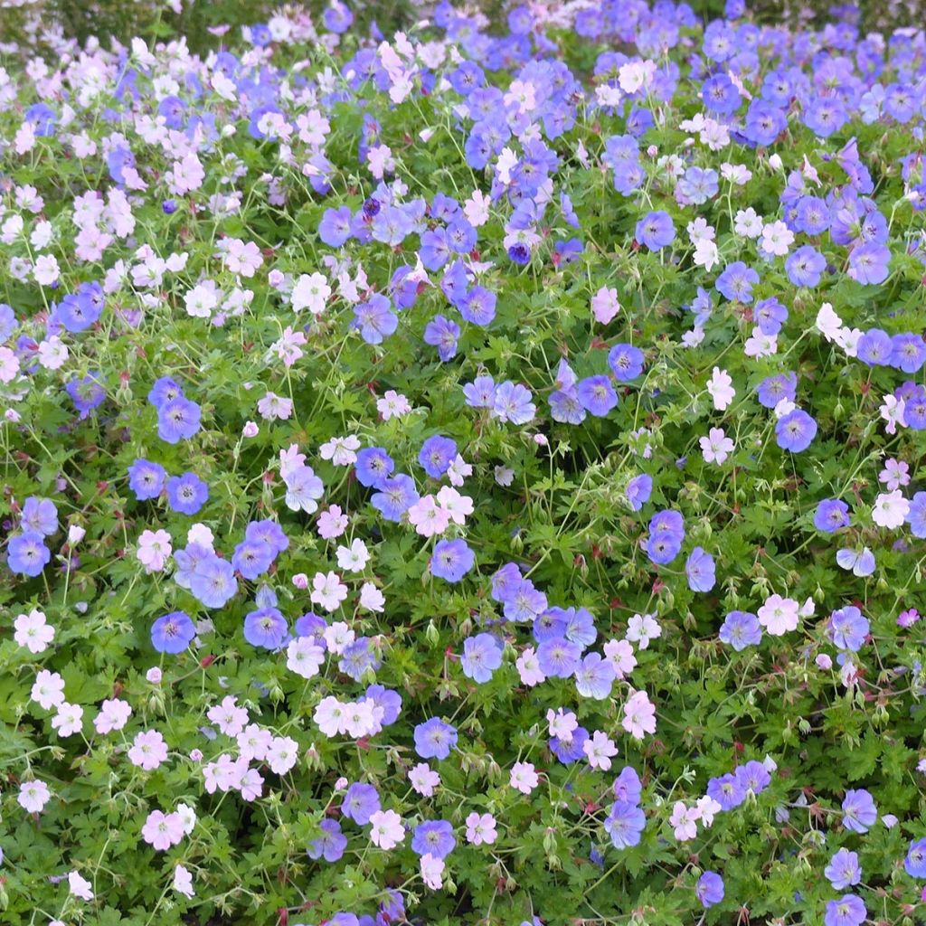 Collection 2 géraniums vivaces toujours en fleurs