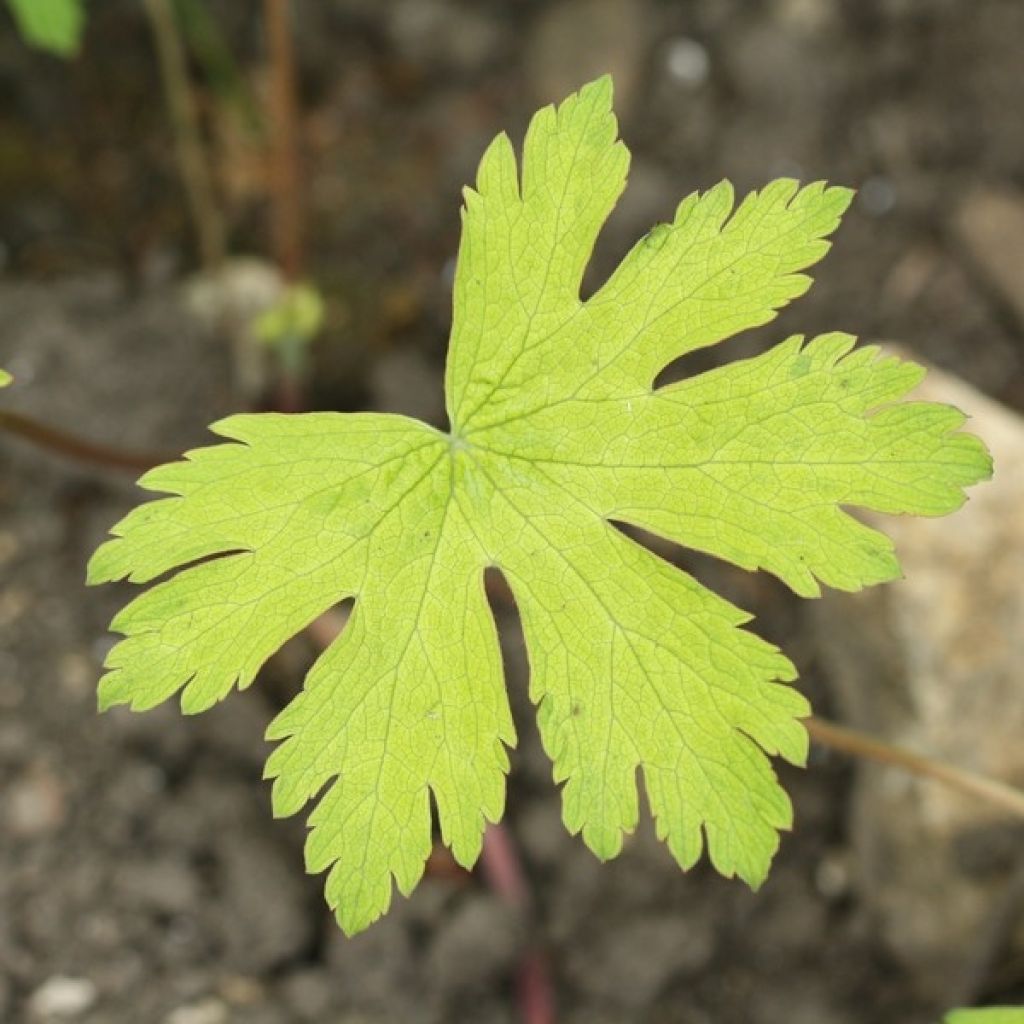 Géranium vivace Ann Folkard