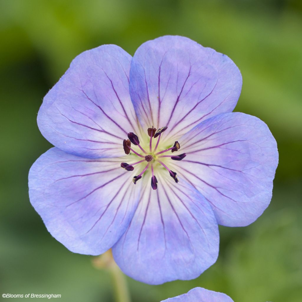 Géranium vivace Azure Rush