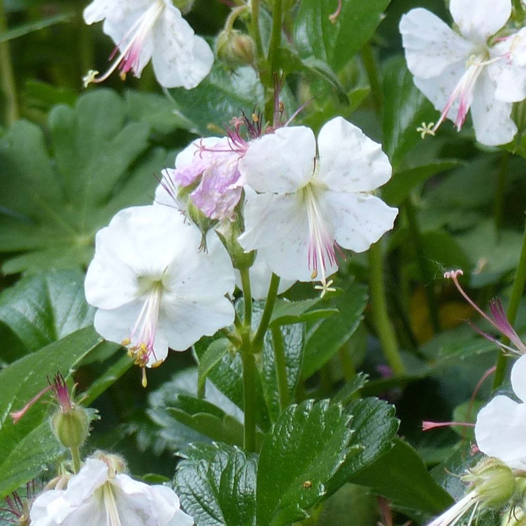 Géranium vivace cantabrigiense St Ola