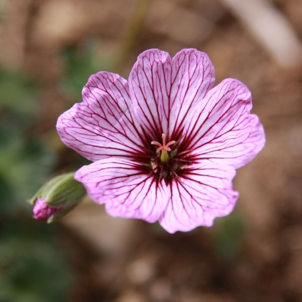 Geranium vivace cinereum Ballerina