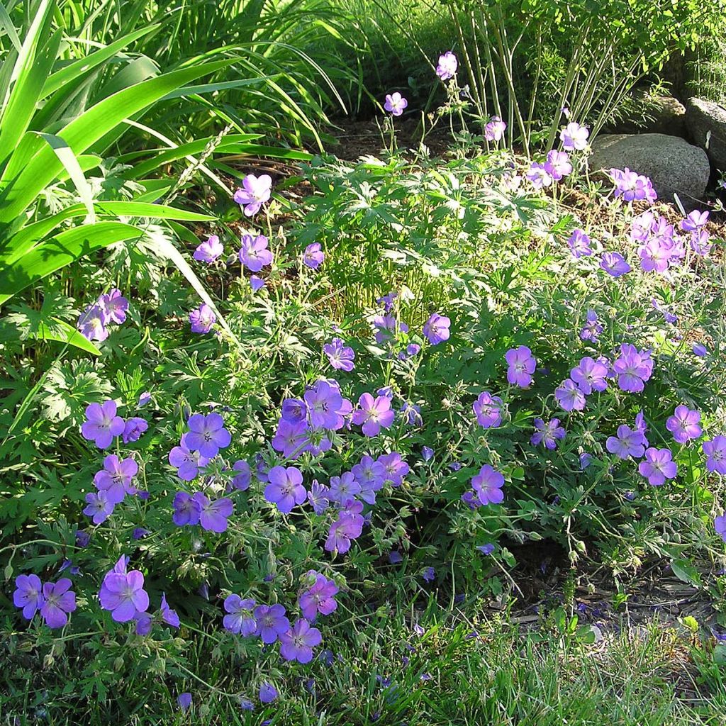 Geranium vivace Johnson's blue