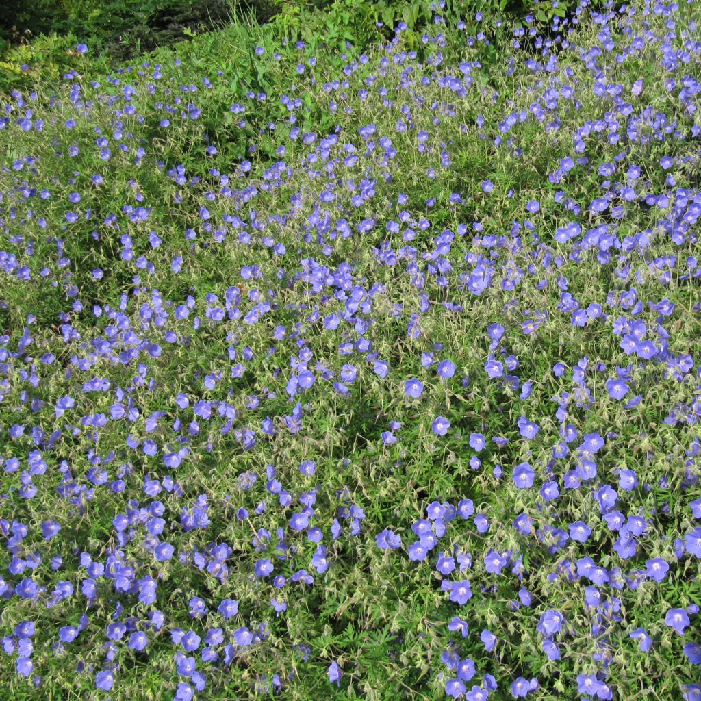 Geranium vivace Johnson's blue