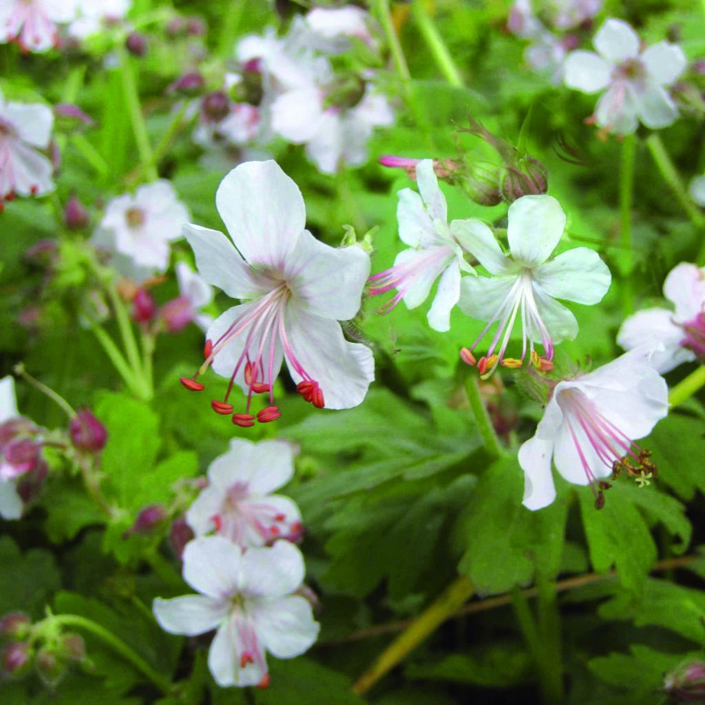 Géranium vivace macrorrhizum Spessart