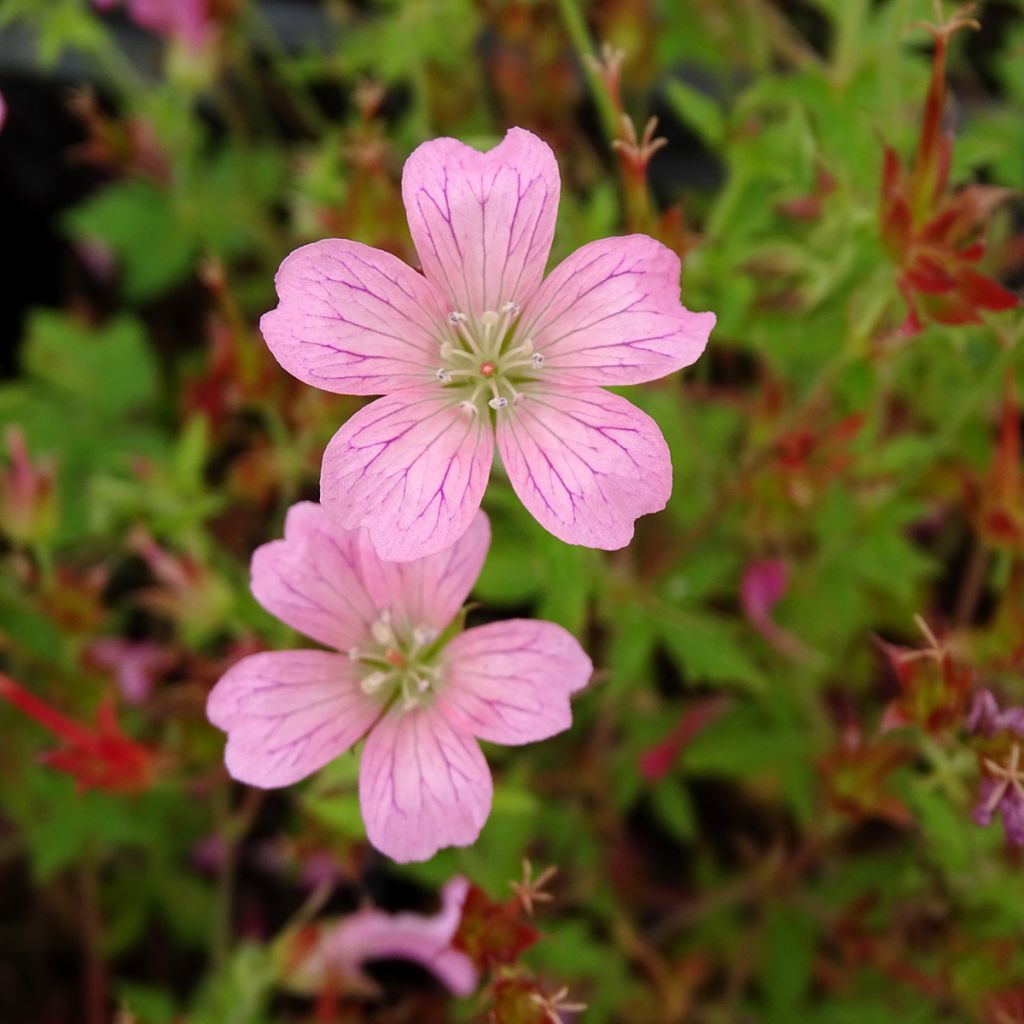 Géranium vivace oxonianum Rosenlicht