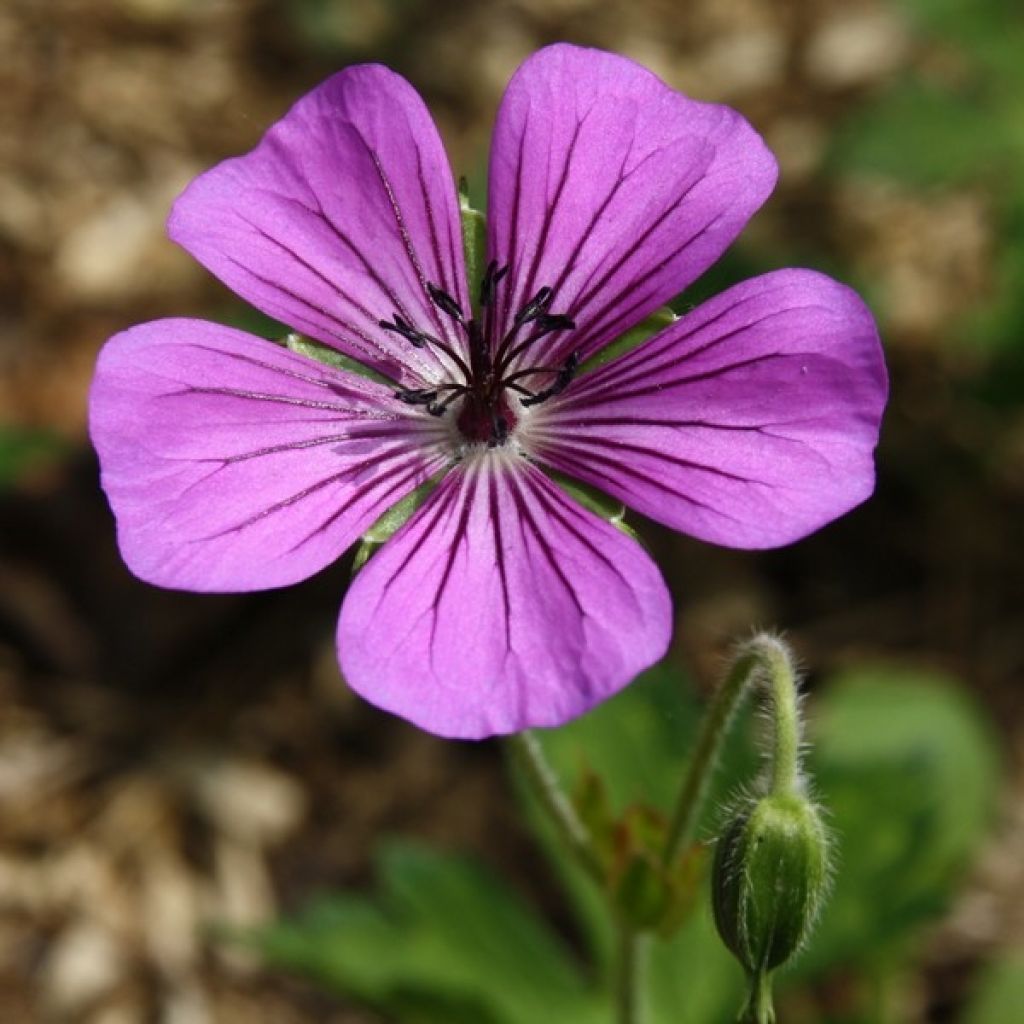 Géranium vivace Pink Penny