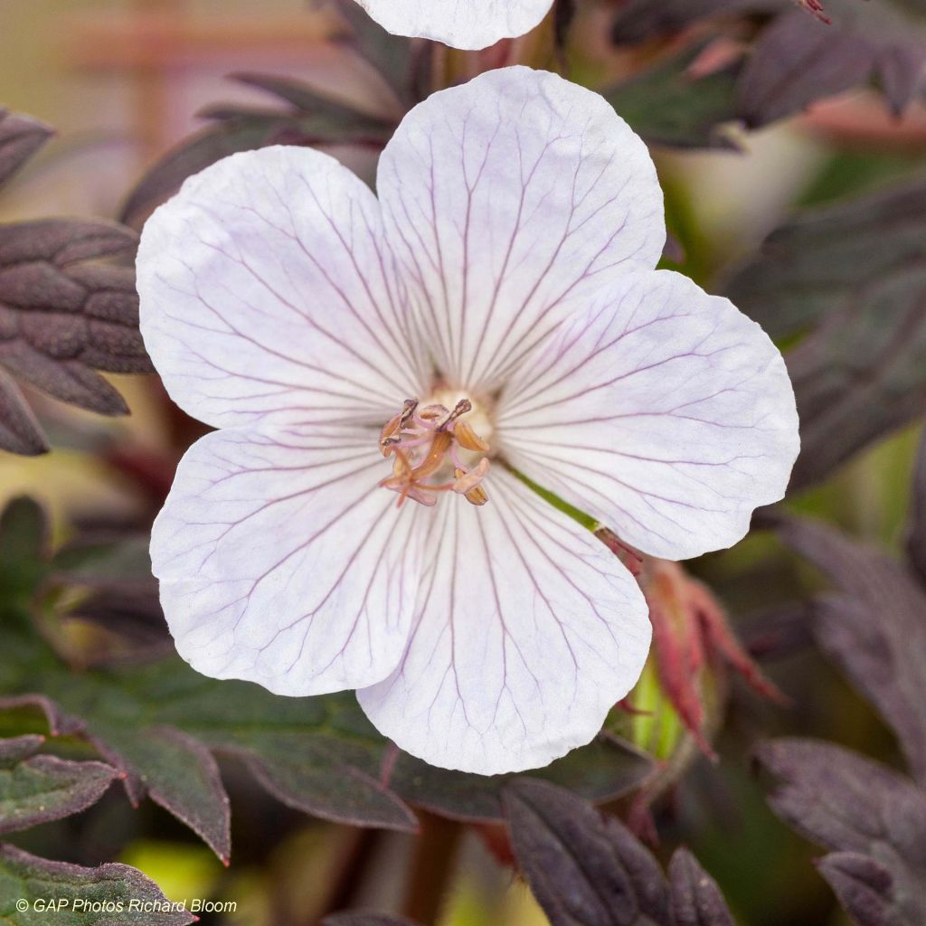 Geranium vivace pratense Black'n White Army