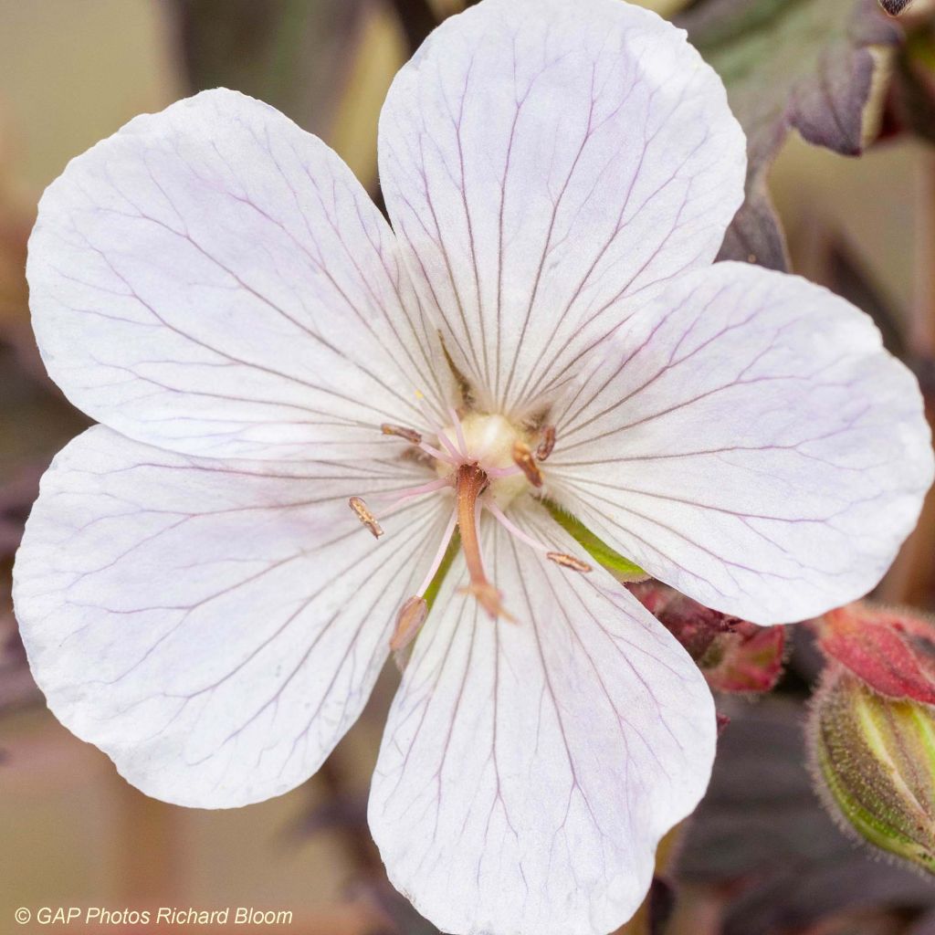 Geranium vivace pratense Black'n White Army