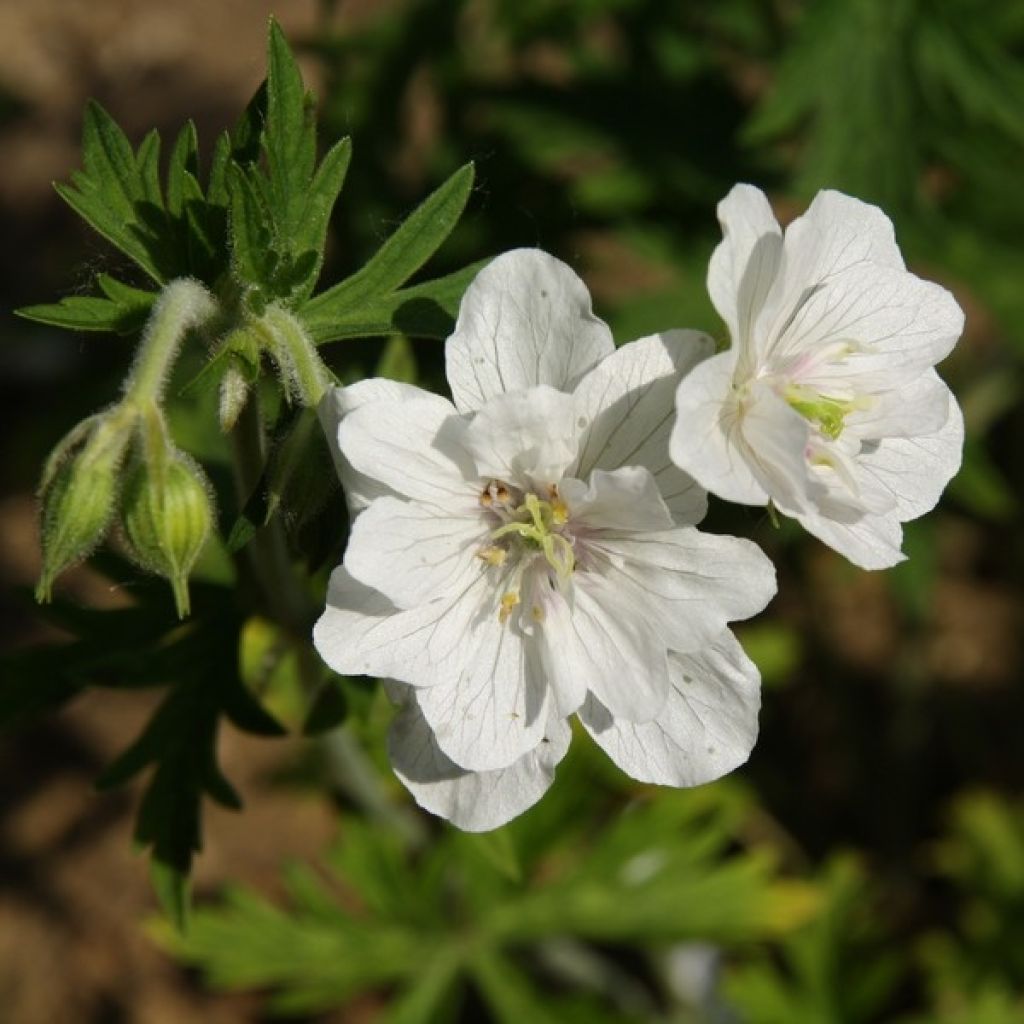 Geranium vivace pratense Plenum Album - Géranium des prés