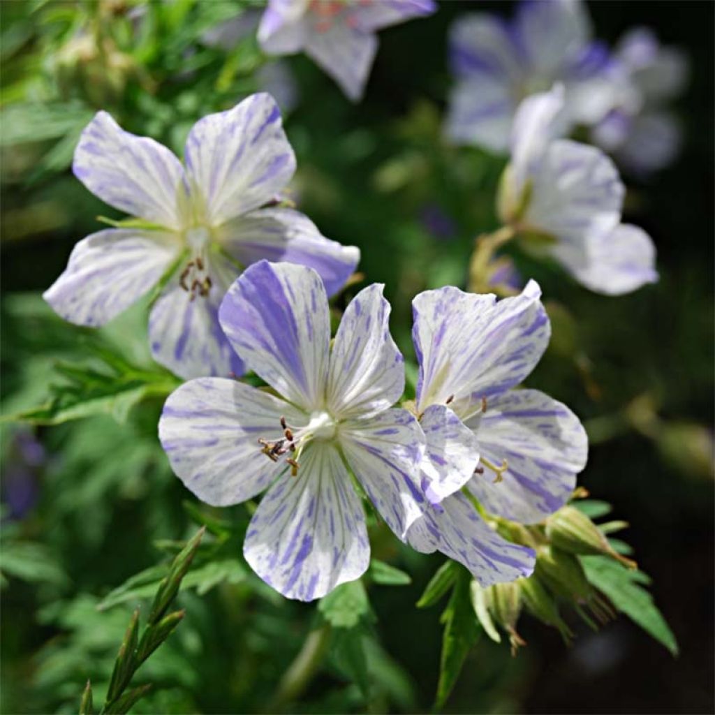 Géranium vivace pratense Splish Splash - Géranium des prés