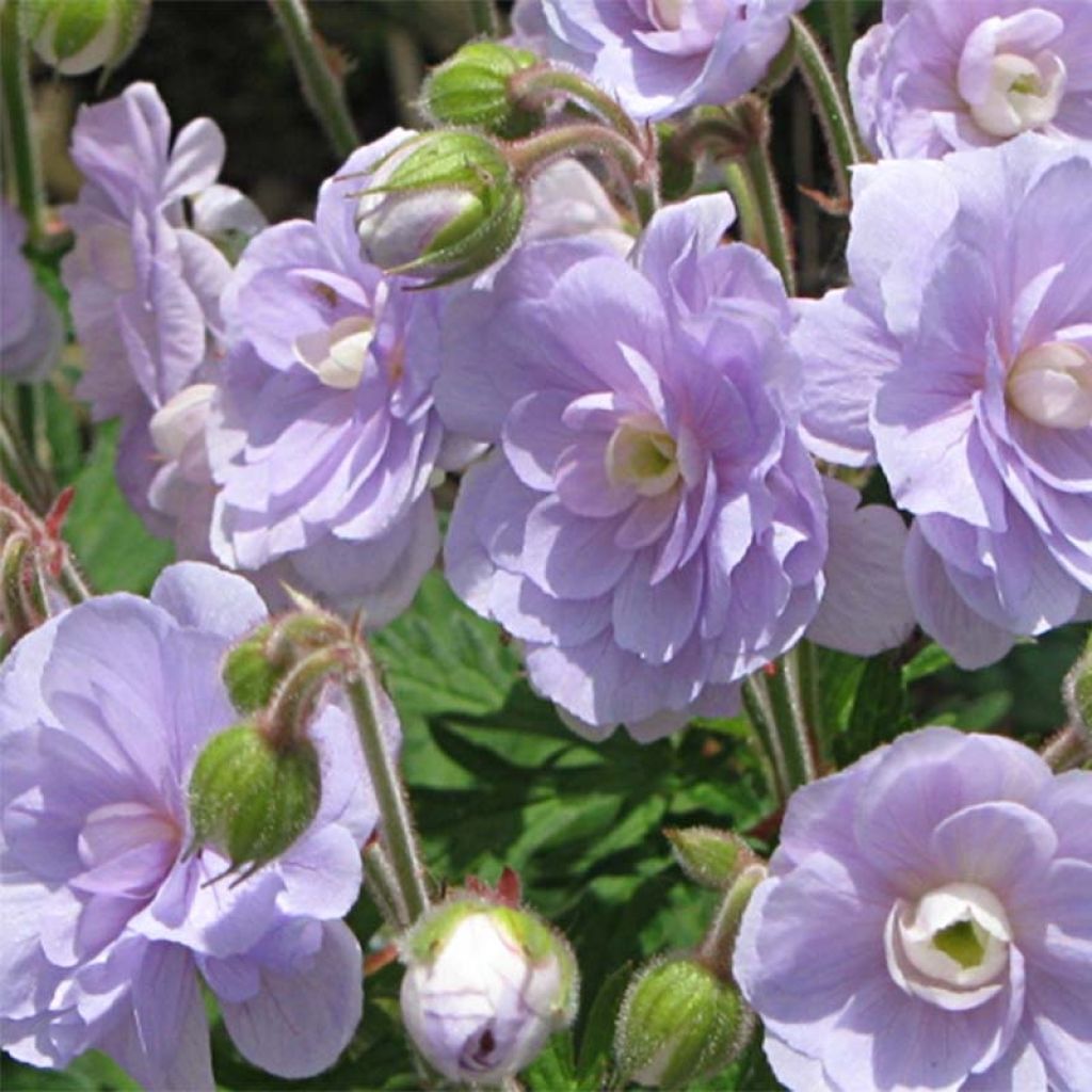 Géranium vivace pratense Summer Skies - Géranium des prés